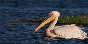 Tepeli pelikanlar koruma altına alındı