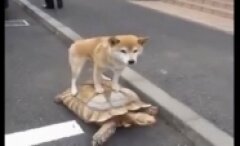 Köpeği taşıyan kaplumbağa