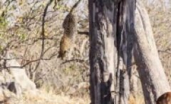 Leoparın ağaçtan atlayıp impalayı avlaması