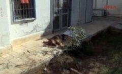 Bodrum'da vahşet köpeğini cadde ortasında öldürdü
