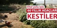 Antalya'da otel yolu için yarım asırlık ağaçlar kesiliyor
