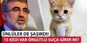 15 kedi var örgütlü suça girer mi?