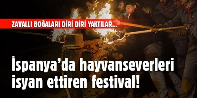 İspanya'da hayvanseverleri isyan ettiren festival!