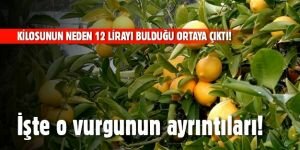 Limonun kilosunun neden 12 lirayı bulduğu ortaya çıktı! İşte o vurgunun...