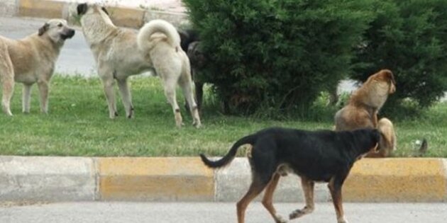 Köpek korkusu ölüm getirdi