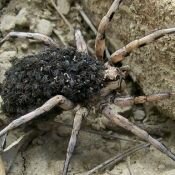 Bir ısırığıyla 4 saat orgazm yaşatan örümcek