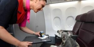 Şanslı koala "Business class" uçtu!