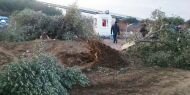 Yırca'da 6 bin ağaç boşuna mı kesildi!