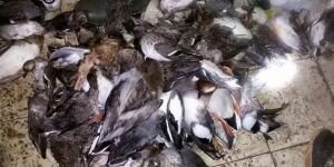 Gala gölünde ördek katliamı