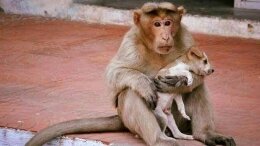 Maymun, yavru köpeği evlat edindi
