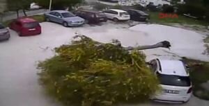 Bodrum'da fırtına ağacı kökünden söktü